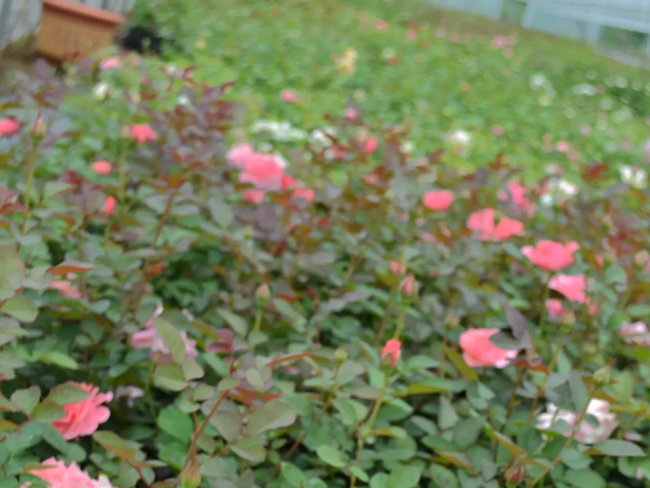 Genetic Treatment Effectively Reduces Angioedema, Relieving Symptoms of Hereditary Condition