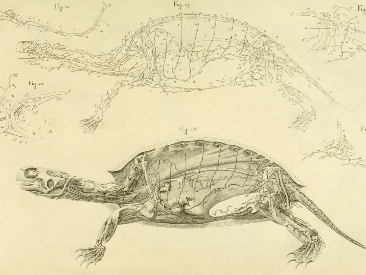 Large Sea Turtle Sporting a Petite Cranium: Explanations Unveiled
