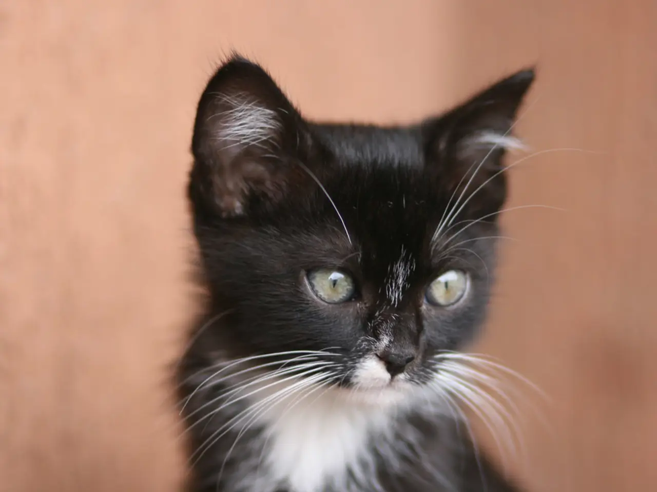 Expensive Corvette ZR1X Model of 2026 Priced Above $200,000 Viewed as Affordable in Elite Supercar...