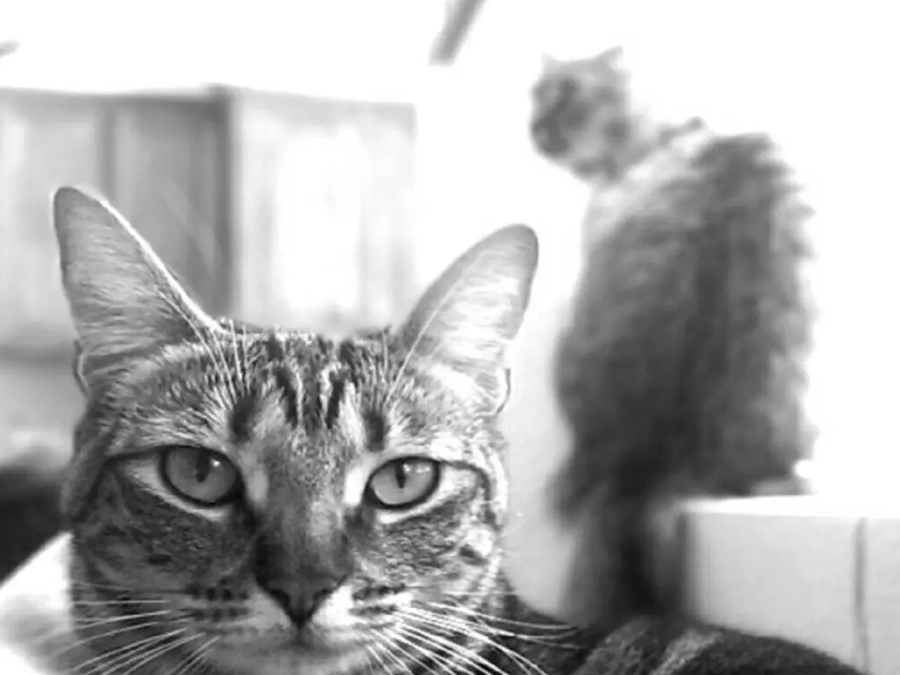 In this black and white there is a cat looking to the camera, behind this cat, there is another cat...