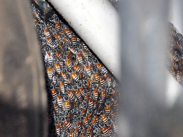 Discover Opportunities with Honeybee Robotics: Be Part of the Pioneering Technological Advancements