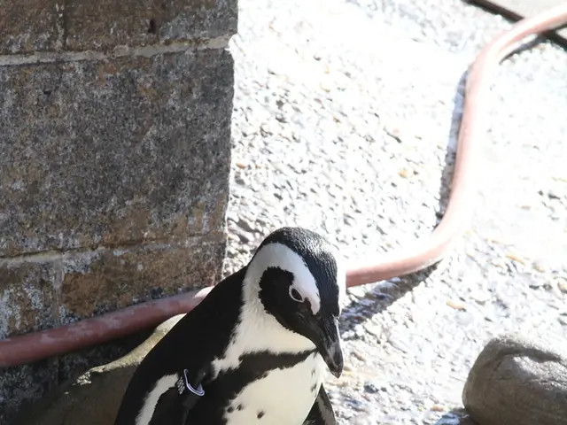 Animation of Penguin Character Development