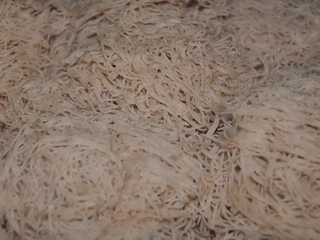 Prepare for an abundance of carb-fueled Splatoon 3 Splatfest commencing on August 9th