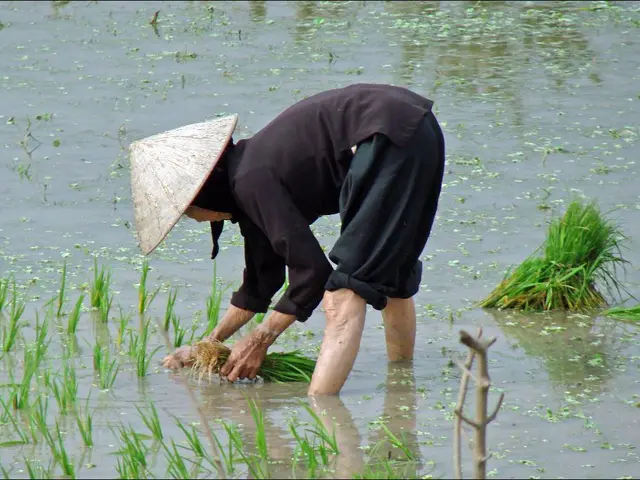 Garden Enhancement: Enhancing Your Garden's Growth with a Compact Tractor Seeder