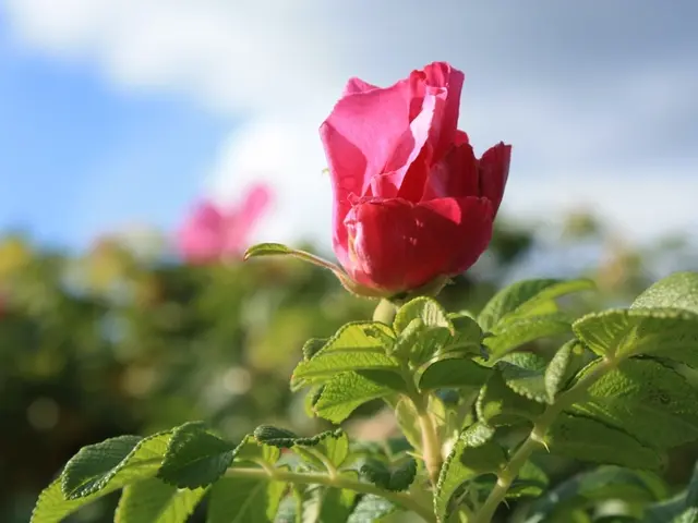 "Transferring Local Files with Hadoop's 'copyFromLocal' Directive"