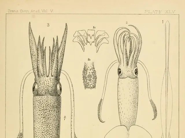 Discovered in Germany: Almost intact fossil of Orobates pabsti impresses scientists.