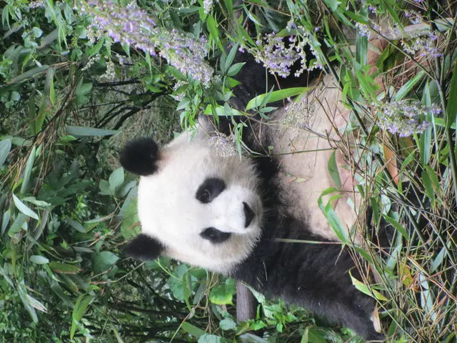 Accelerating Data Processing with Pandas and Python: The Rationale behind It