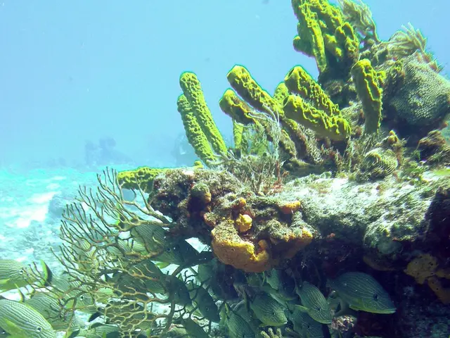 Snoot Photography's Discreet Depth-of-Field Advantage