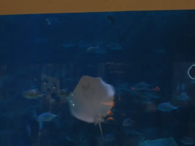 Explore the Capabilities of Neptune Systems A3 Apex for Your Marine Aquarium