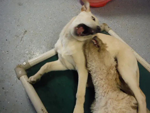 Debate Among Experts: Dogecoin (DOGE) or Remittix (RTX) Which Takes Flight to $2 in the Following...