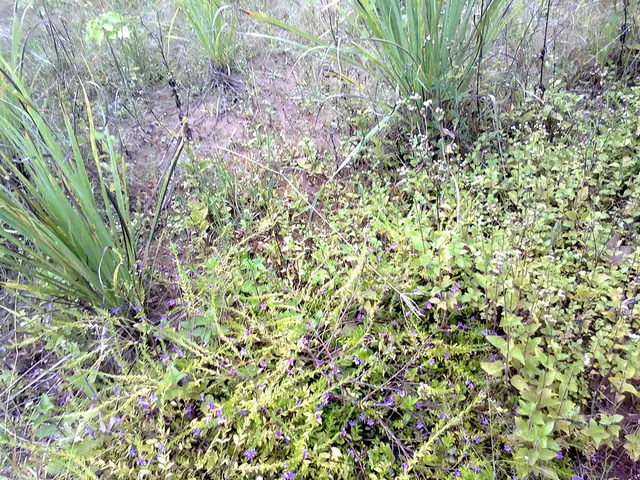 Circumstellar Disks' Astrochemistry - Comprehensive Definition and Clarification - Glossary of...