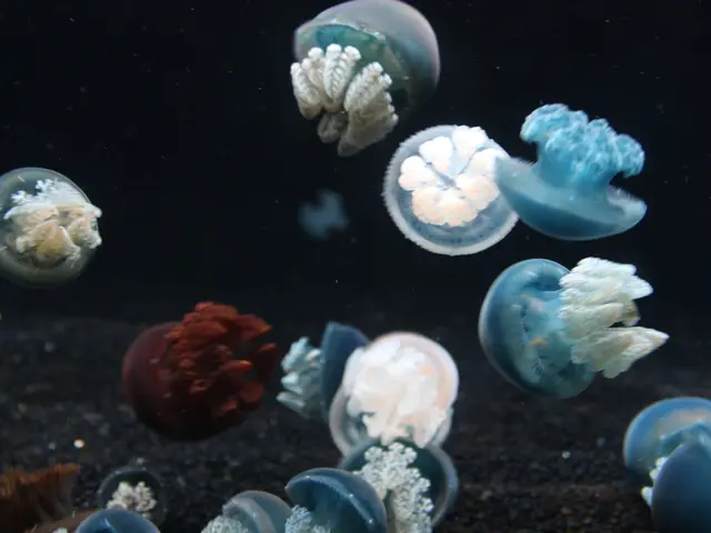 Jellyfish immobilize France's biggest nuclear energy facility