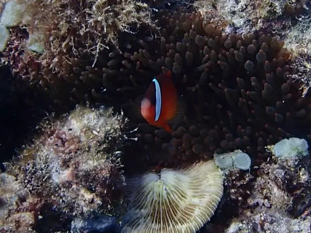 High-Tech Voyage into Argentina's Mar del Plata Canyon Sparks Awe Among Millions