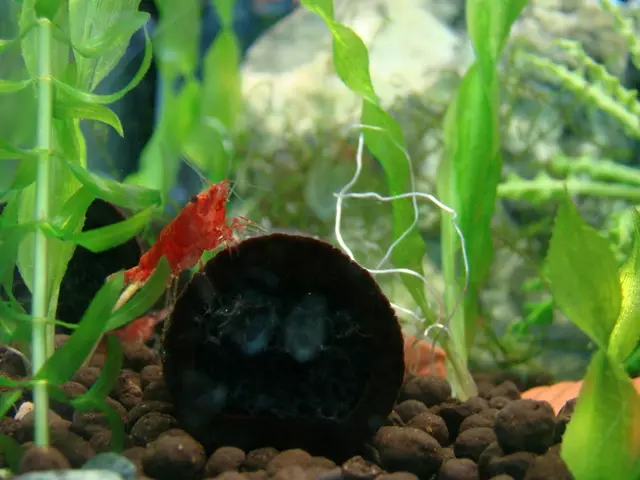 Plants to Worship Artificial Photosynthesis, Envious of Increased Greenness