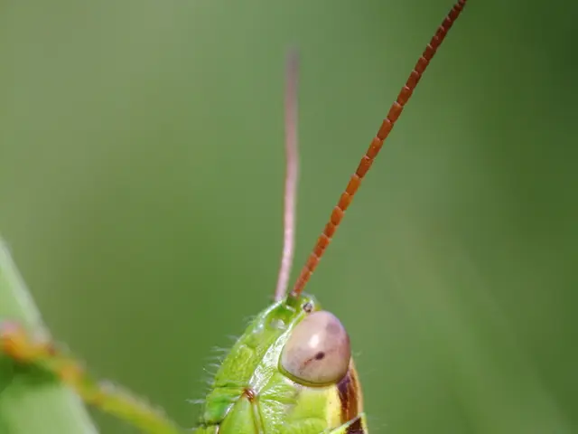 Comparing Grasshopper and Cricket Sound Production, Body Structure, and Living Environments