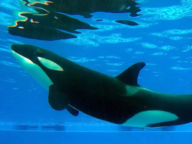 In this picture we can see a whale in the water.