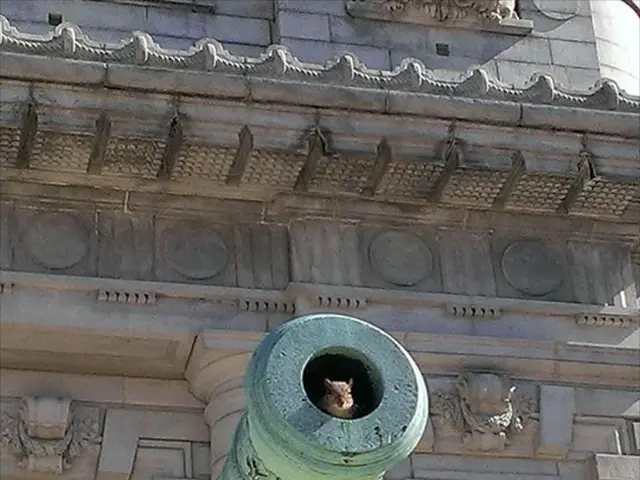In the picture we can see a Cannon near the building and a rat in the hole and in the background,...