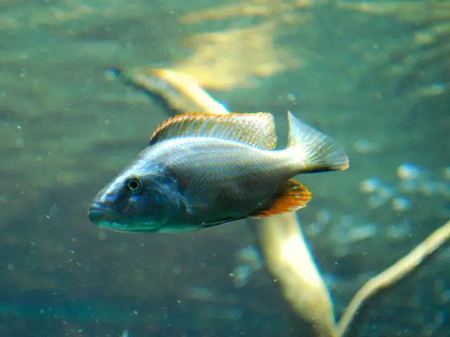 In this picture we can see a fish in the water and in the background it is blurry.
